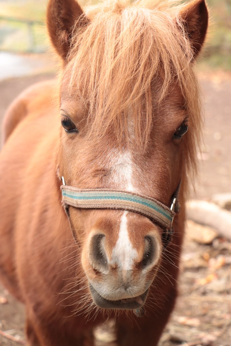 明けましておめでとうございます🎍

令和８年は午年、物事が発展・飛躍する年とされています。皆さまにとって前進の１年でありますように🐎

（伊豆アニマルキングダムには一緒に散歩ができるかわいいポニーがいます！）