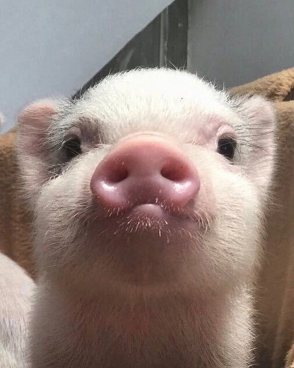 arlynjong's tweet image. คุนชายหมูอู้ดของแม่ 🐷🐷🐷