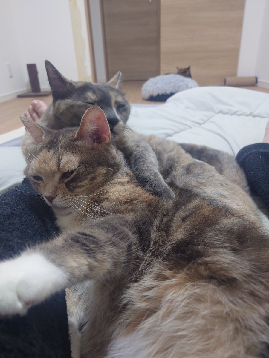 膝に3にゃん揃って欲しい🐈️