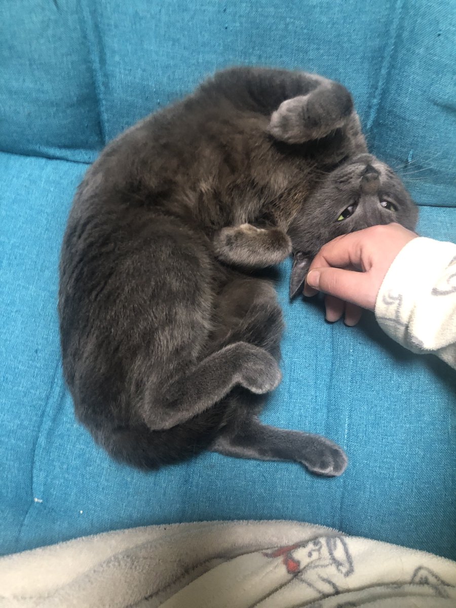 セルさんなーでーてなの！

……私にもその可愛げと素直さを1欠片分けてくれんかね？？