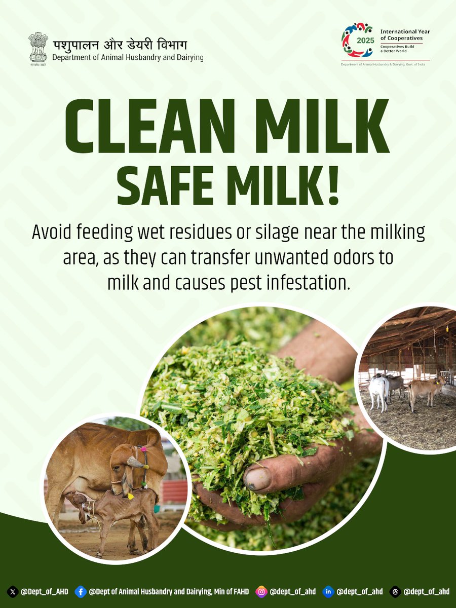 Dept_of_AHD's tweet photo. Avoid feeding wet residues or silage near milking zones cause unwanted odors to milk and pest infestation.
Clean practices ensure fresher, safer milk every day.
#MilkQuality #DairyBestPractices #CleanMilking #HealthyDairy #FarmHygiene https://t.co/uAyhUt1p7W