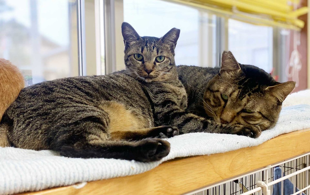 今年も残すところ、あとわずかとなりました。
本年は、ペットのおうちを通じて13,000頭以上の保護動物に新たな家族を見つけることができました！

その一方で、治療や介護を必要とするペットなど、里親が見つかりづらいペットも一定数存在しています。