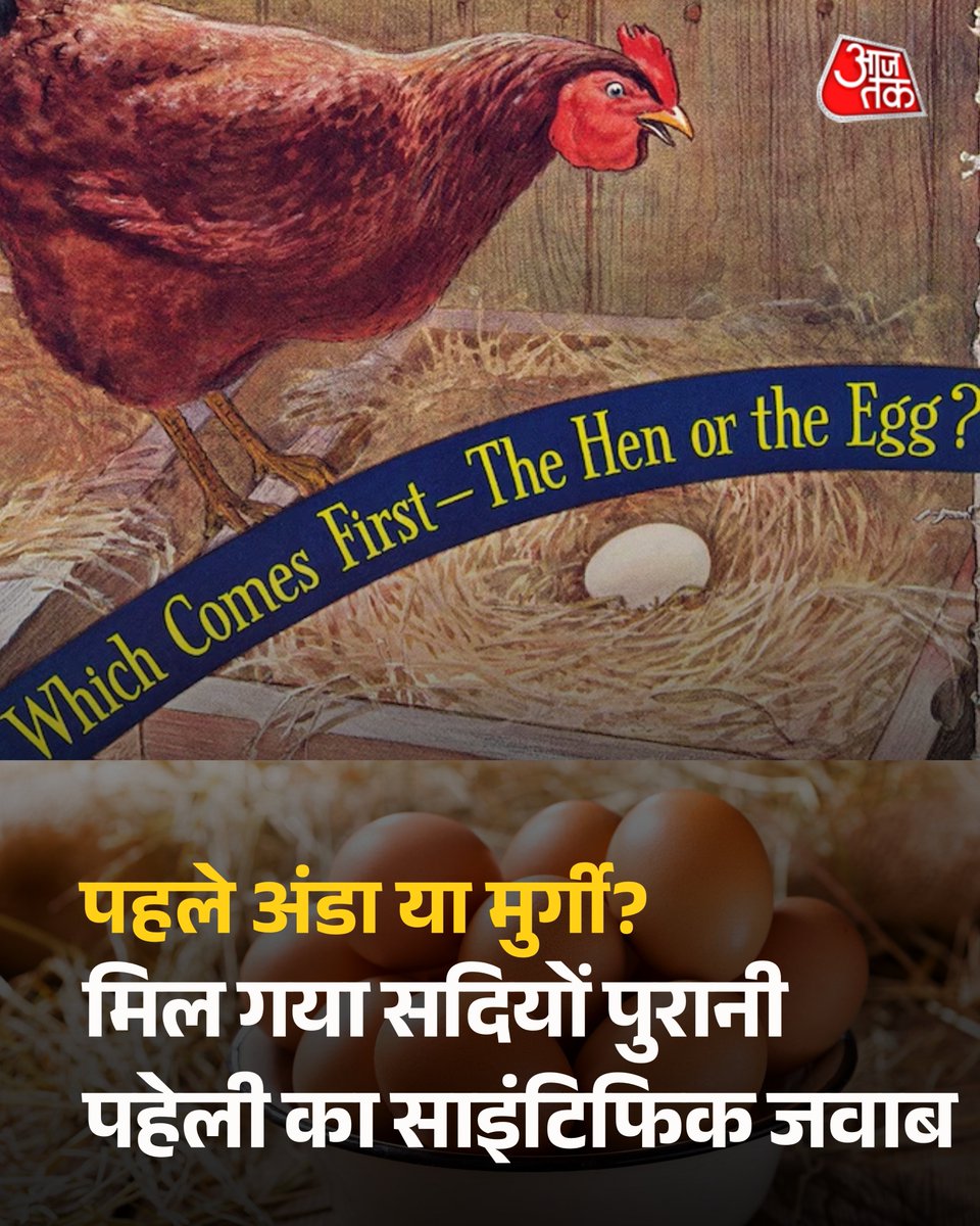 पहले मुर्गी आई या अंडा... सदियों पुरानी ये पहेली सुलझ गई है. वैज्ञानिकों ने पुष्टि की है कि मुर्गी पहले आई, अंडा बाद में. क्योंकि अंडे के मजबूत छिलके में पाया जाने वाला प्रोटीन OC-17 सिर्फ मुर्गी की ओवरी में बनता है. बिना मुर्गी के यह प्रोटीन नहीं. बिना प्रोटीन के मजबूत अंडा