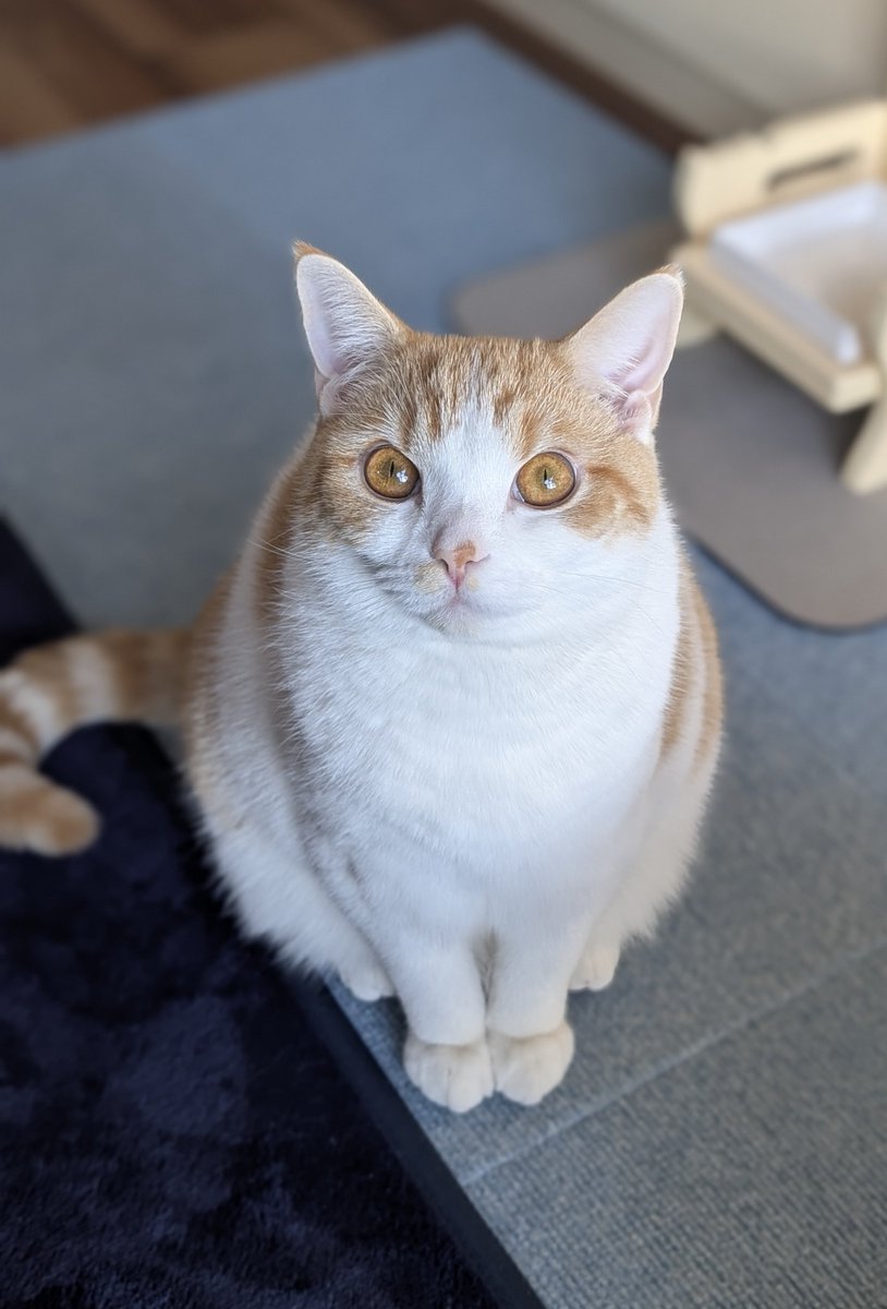 ともりん( ´ω`)つ🇯🇵 (@tomorin76) / Posts / X