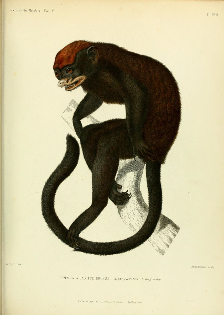 CRCiencia's tweet image. ILUSTRACIENCIA
Brachyurus rubicundus / Midas pileatus
📚 Archives du Muséum d'Histoire Naturelle T5, Paris, 1841
#Mamiferos #Primates #IlustraCiencia