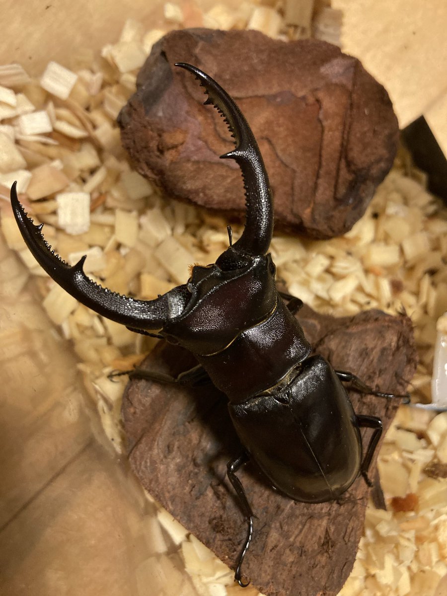 くわちゃれkz tweet media