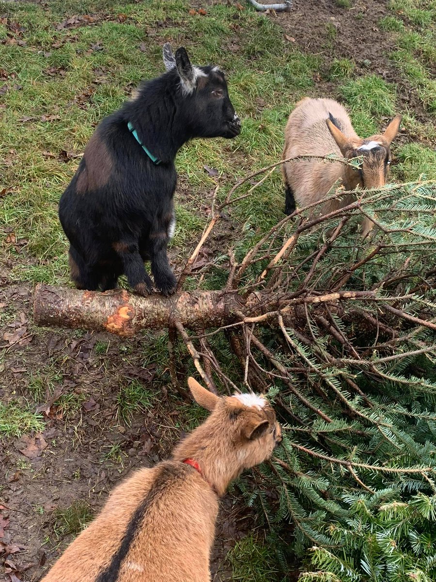 Instead of trashing your Christmas tree, donate it to Channell Homestead Farm in Hanson where goats will happily eat it.

Just remove all tinsel, ornaments, and sprays first.