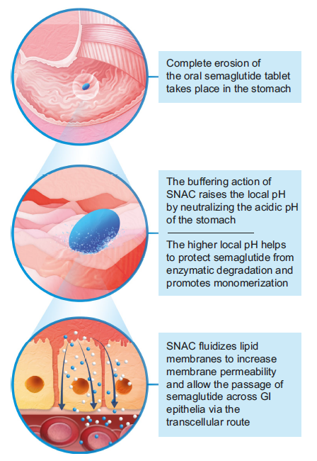 how long does compound semaglutide take to work How to Inject Semaglutide for Weight Loss