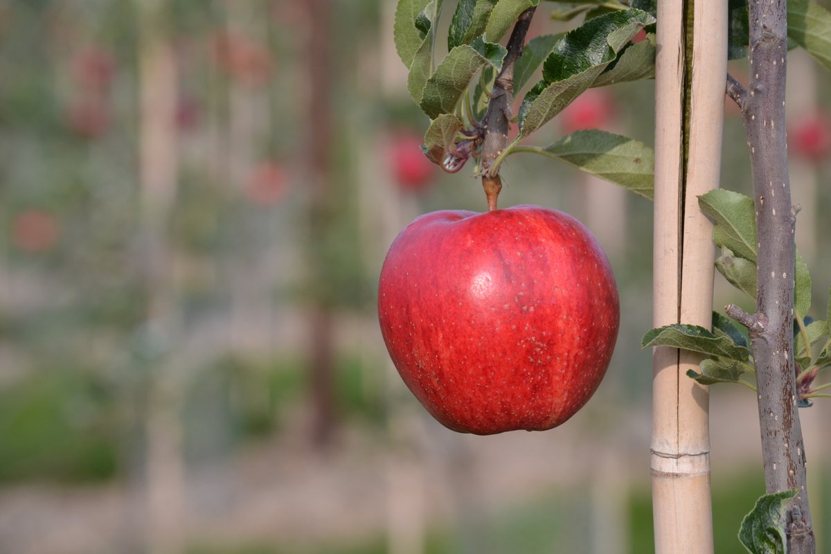 Great British Apples and Pears tweet media