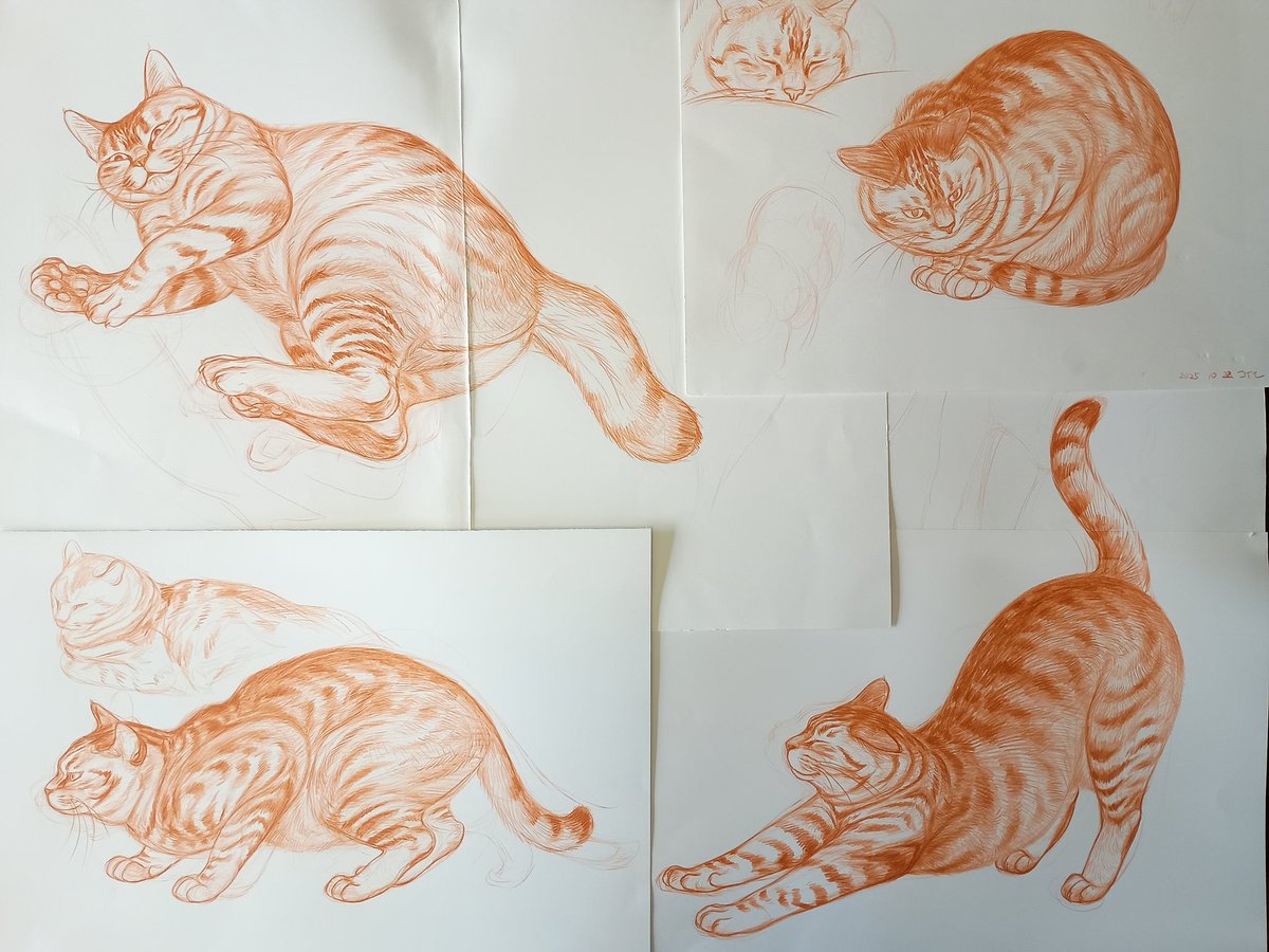 トモネコ (@tomoneko_2199) / Posts / X