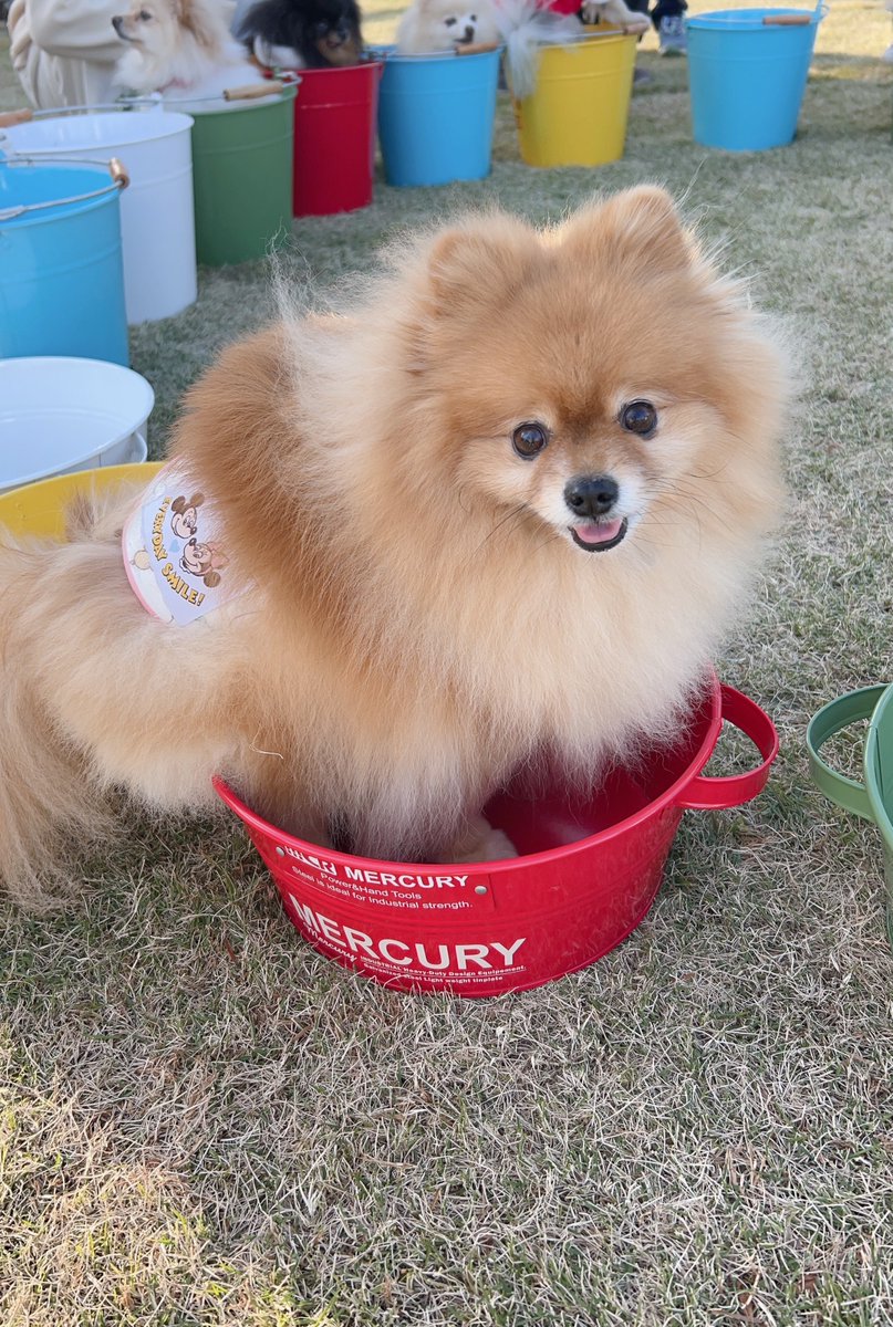 こっぺ🥖ポメラニアン (@coppe_0621) / Posts / X