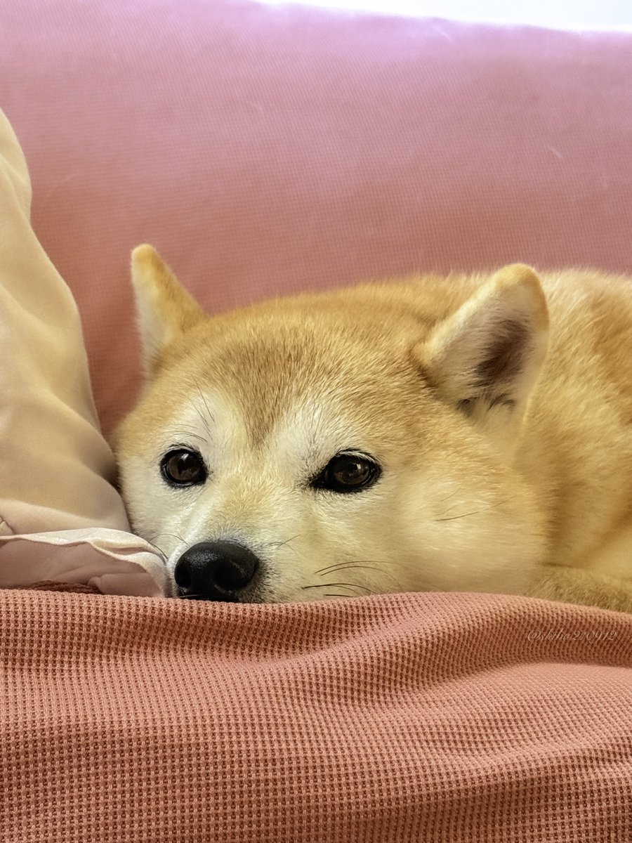 仲良し柴犬♡フライパン 仲良し柴犬♡フライパン