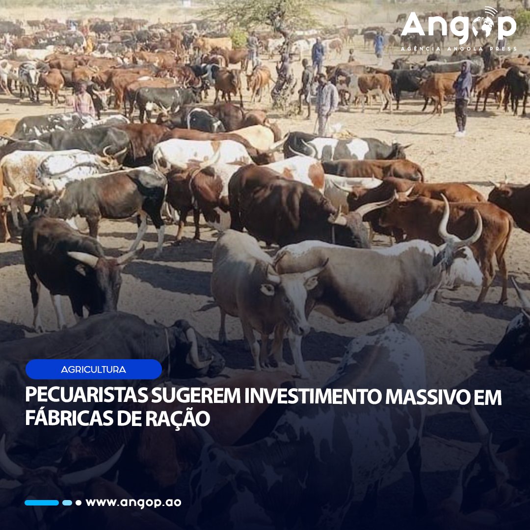 Um vibrante recife de coral prospera em meio à lama do Rio Amazonas |  National Geographic | National Geographic, image size:1080x1080