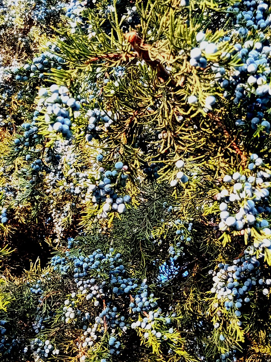 Катерина Галич tweet media