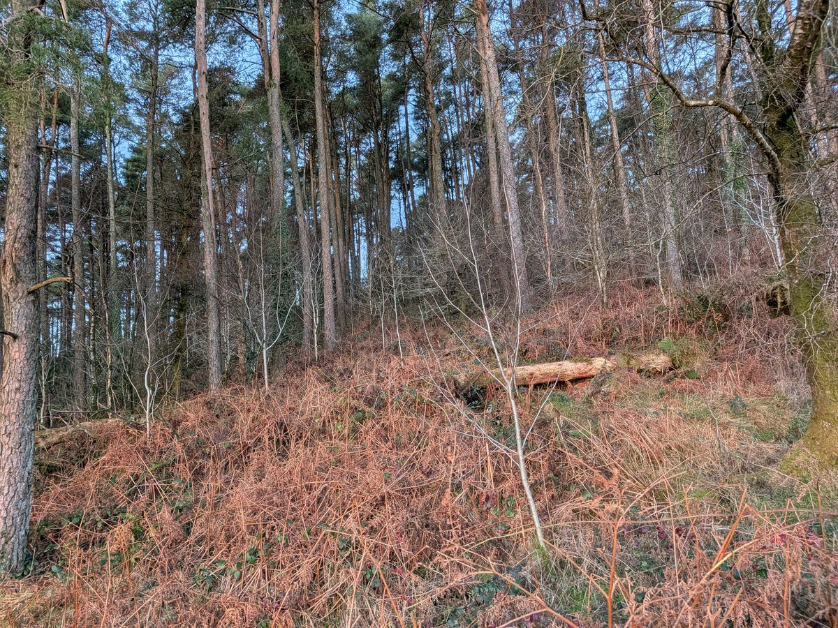 Dylan's Tours of Wales tweet media