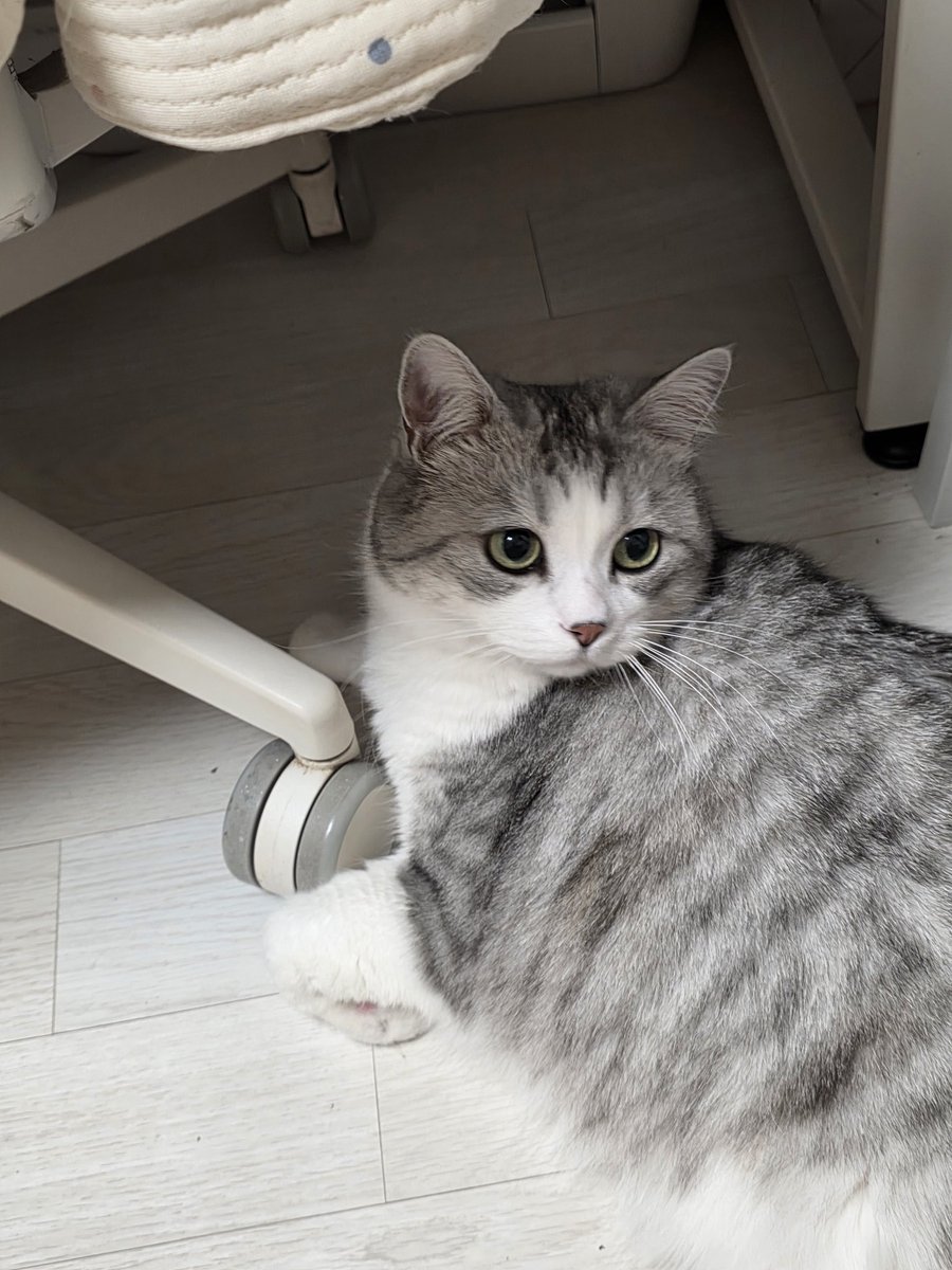 군고구마만든다고 에프 돌리는데
마루 대긴장상태 젤리에 땀나.....'-`
심장도 빨리 뛰어....  같이바닥에서 토닥이는중