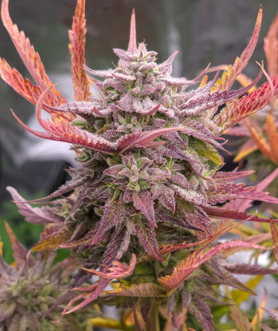 Butters Breath (Peanut Butter Breath x CDLC) Day 79