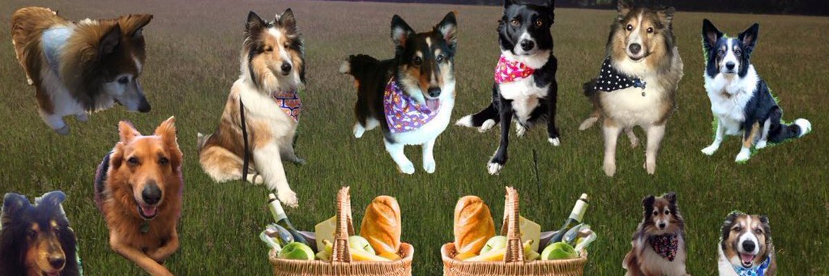 Winnie & Grover T. Dog 🐶❤️💫🌈 tweet media