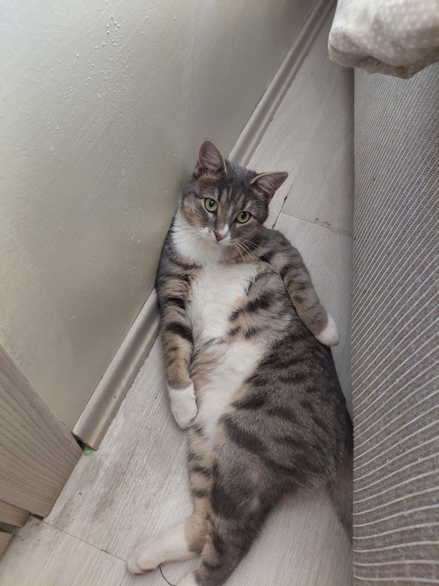 Fareyi  yakala dedik odaya çöktü reis