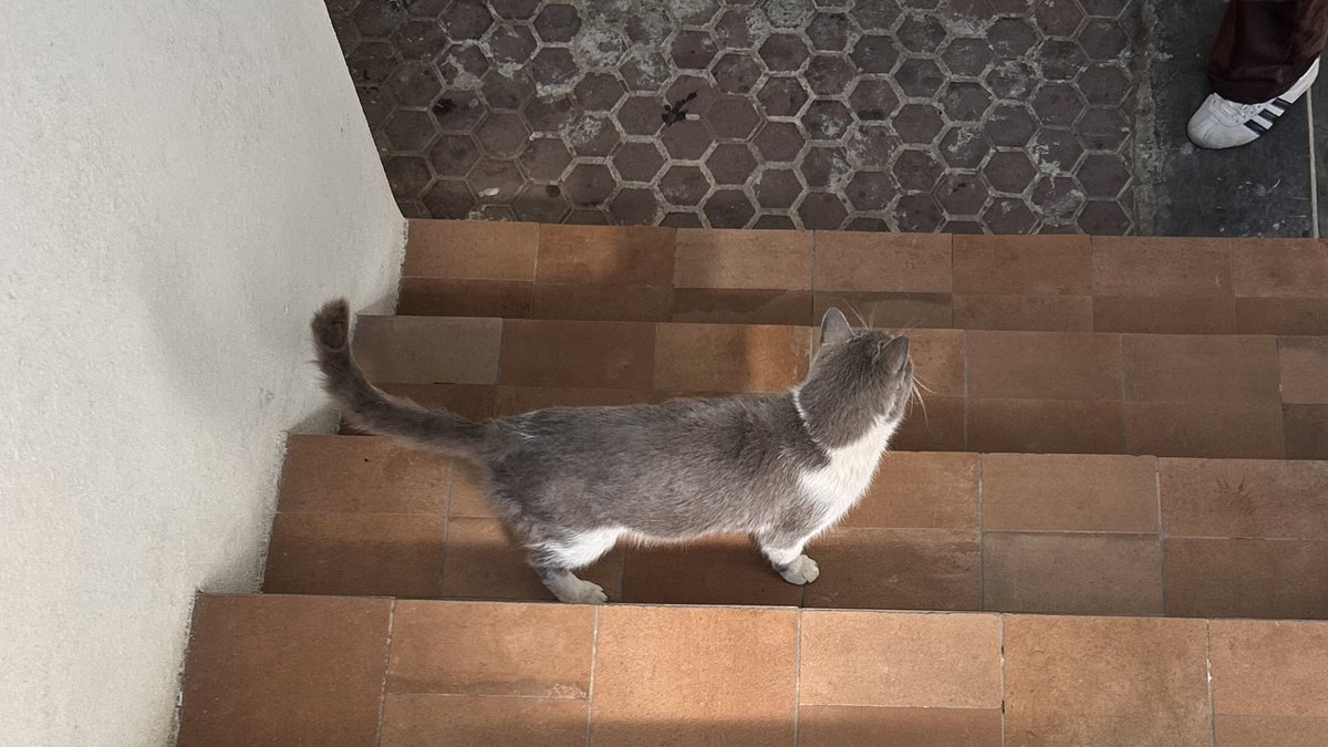 forget-me-not tweet media