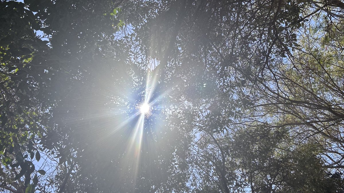 forget-me-not tweet media