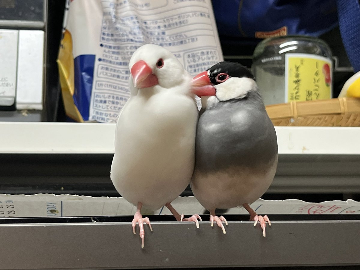 まめ① アディダス（adidas）（メンズ）M Z.N.E. パンツ KTJ51-JD9599