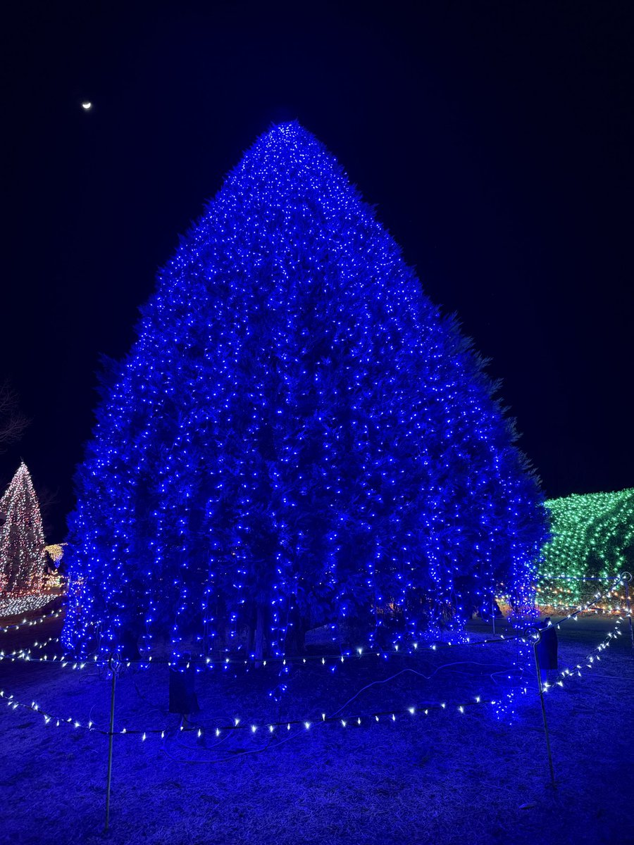 イルミネーション🎄