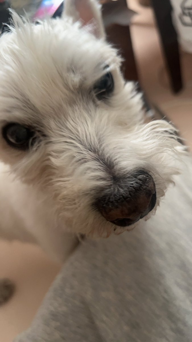 ちーちゃんですけどもっ第3巻予約発売中です❗️ (@ymc_cheezu