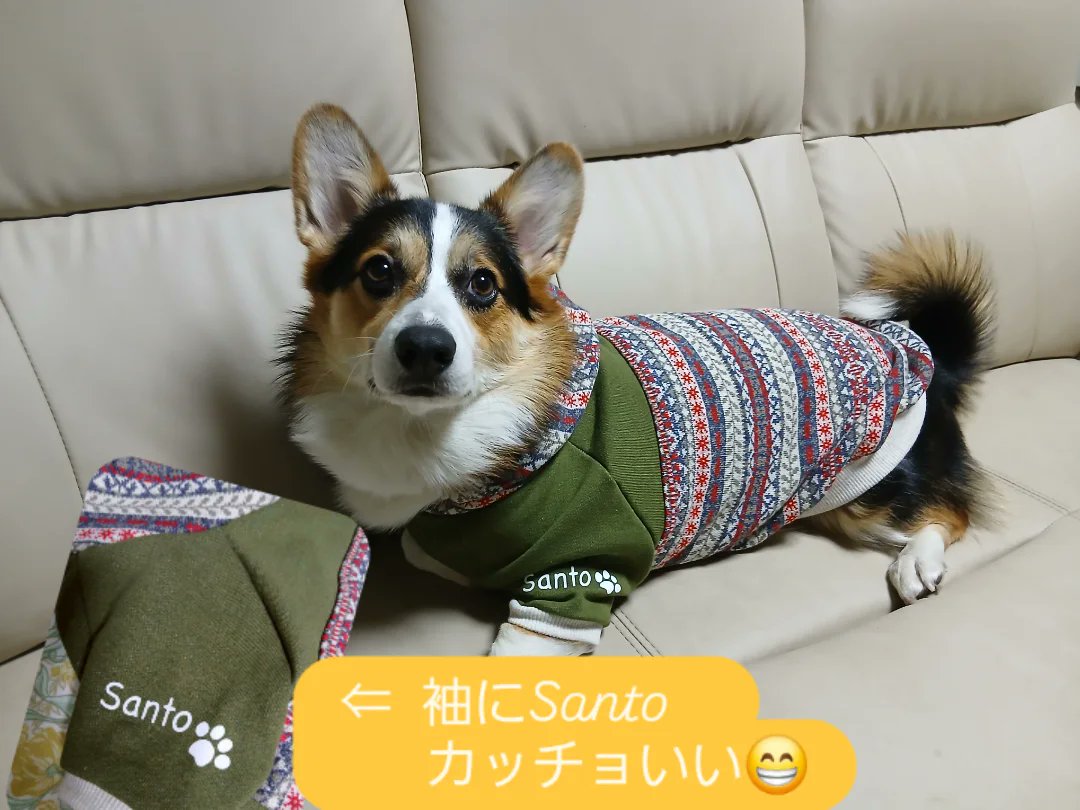 サンタ🎅さんから Santo への クリスマスプレゼント🎄🎅🎁✨