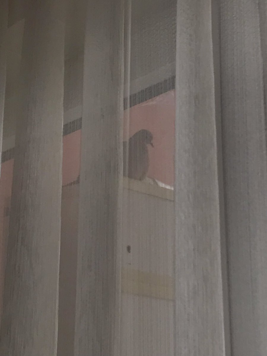 Yöneliş | Yakınlık 🌱