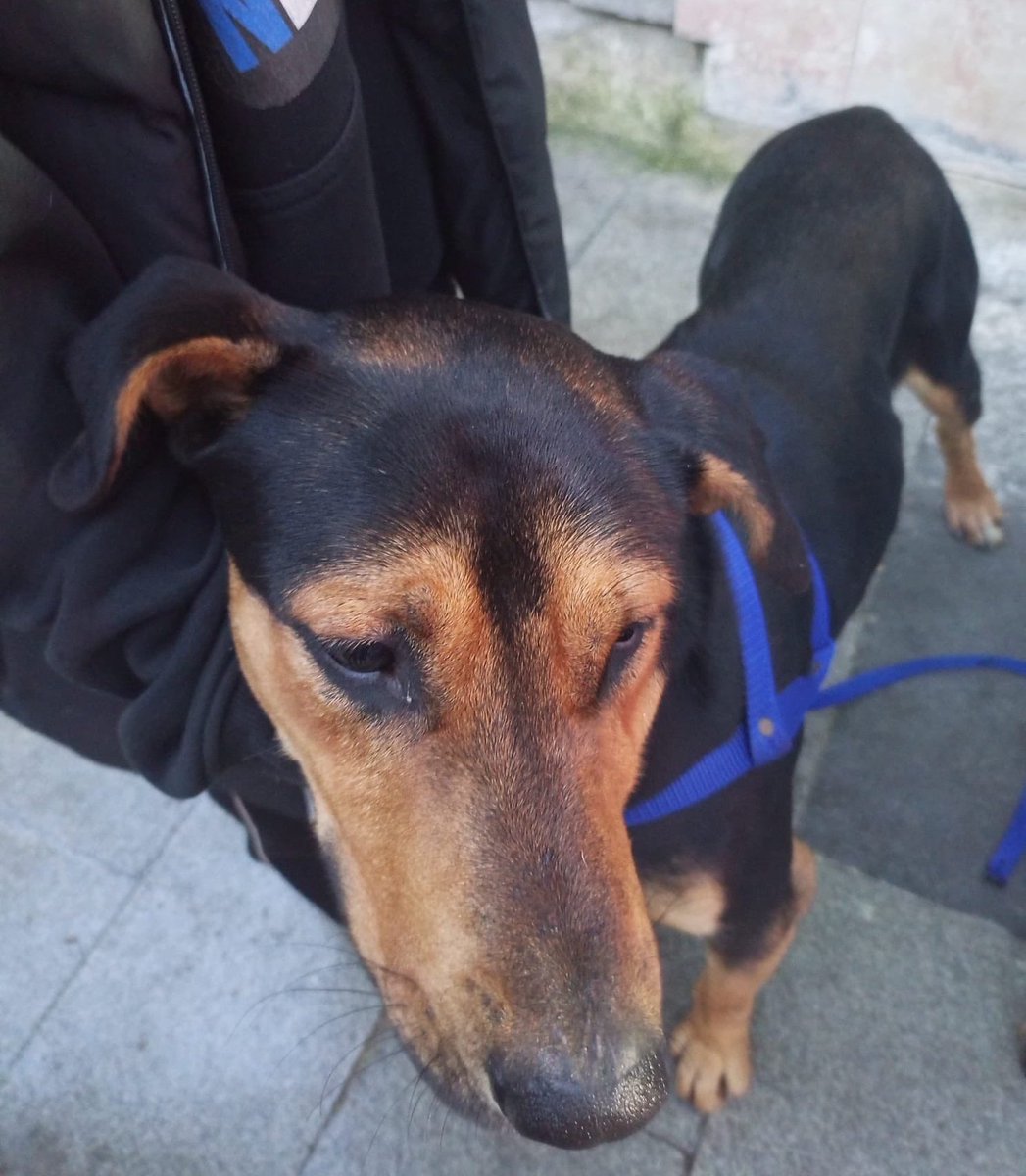 İstanbul acil geçici kalıcı yuva aranıyor. Madde bağımlısı çocukların elindeymiş. Durum acil.
Lütfen paylaşın.