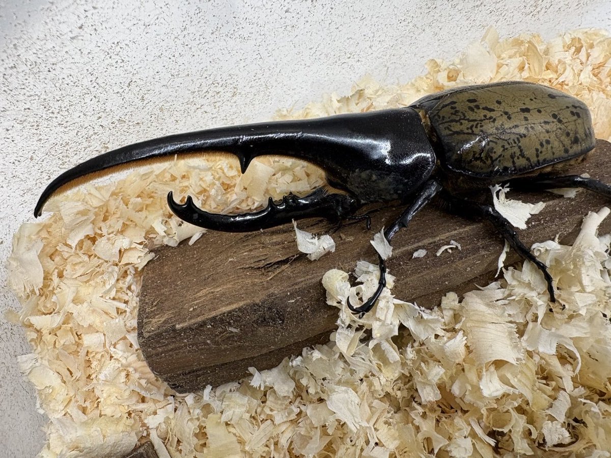 大変だーーー😱💦 JUNさん🎅がやって来た⤴︎⤴︎⤴︎💝 ん…👂🤚ﾌﾑﾌﾑ