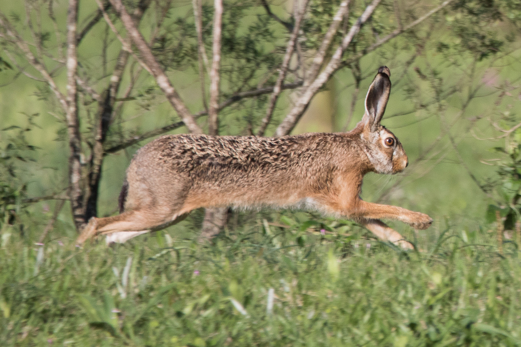 World Lagomorph Society tweet media