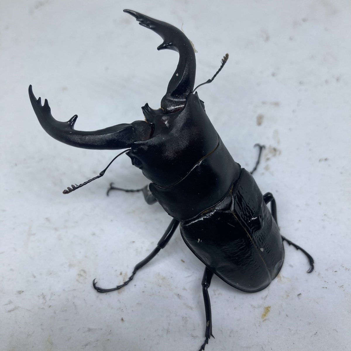 超特大 野外採集品 アマミノコギリ 78.2㎜ 超特大 野外採集品 アマミ