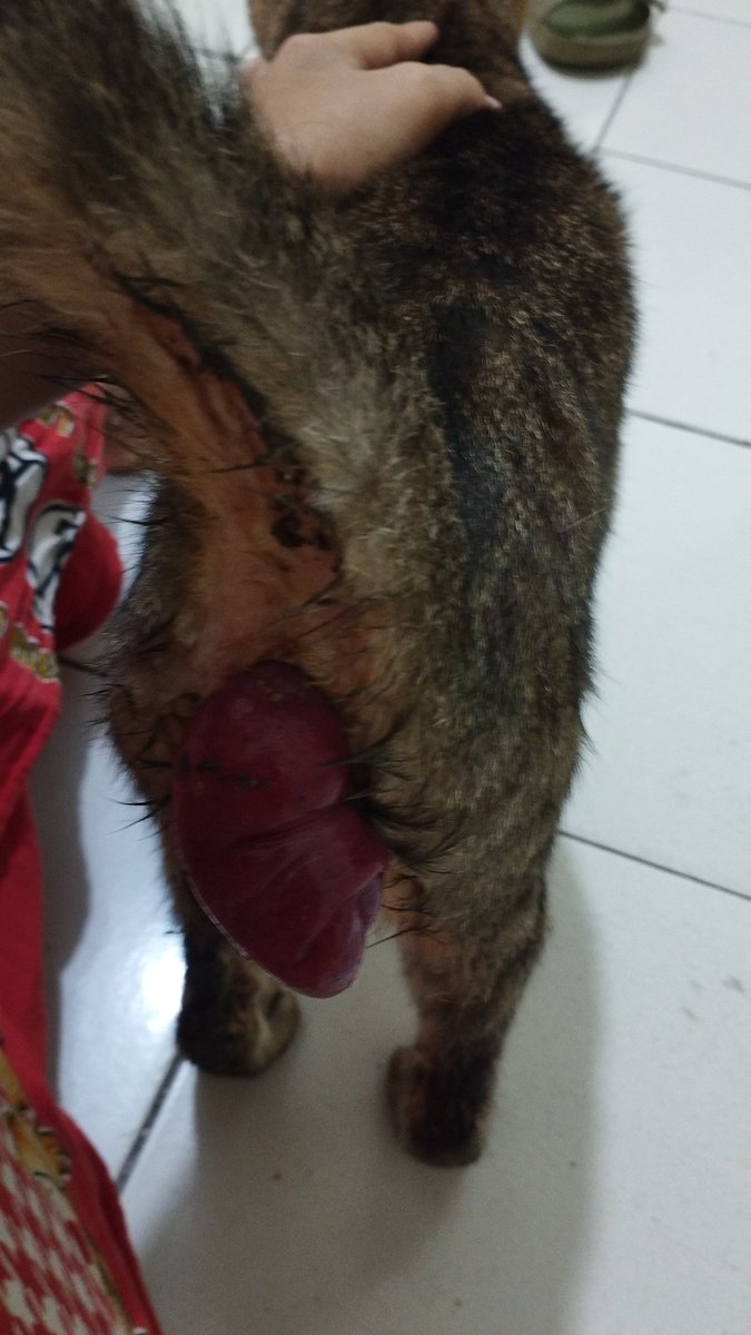 [OPEN DONASI]

malam guys, maaf banget sebelumnya kalo mamaknya bibo izin open donasi utk kucing liar yang suka minta makan ke rumah, ya. 🙏🏻🥺

sebelumnya aman2 aja tapi hari ini tau2 datang ke rumah udh dalam keadaan itunya keluar.