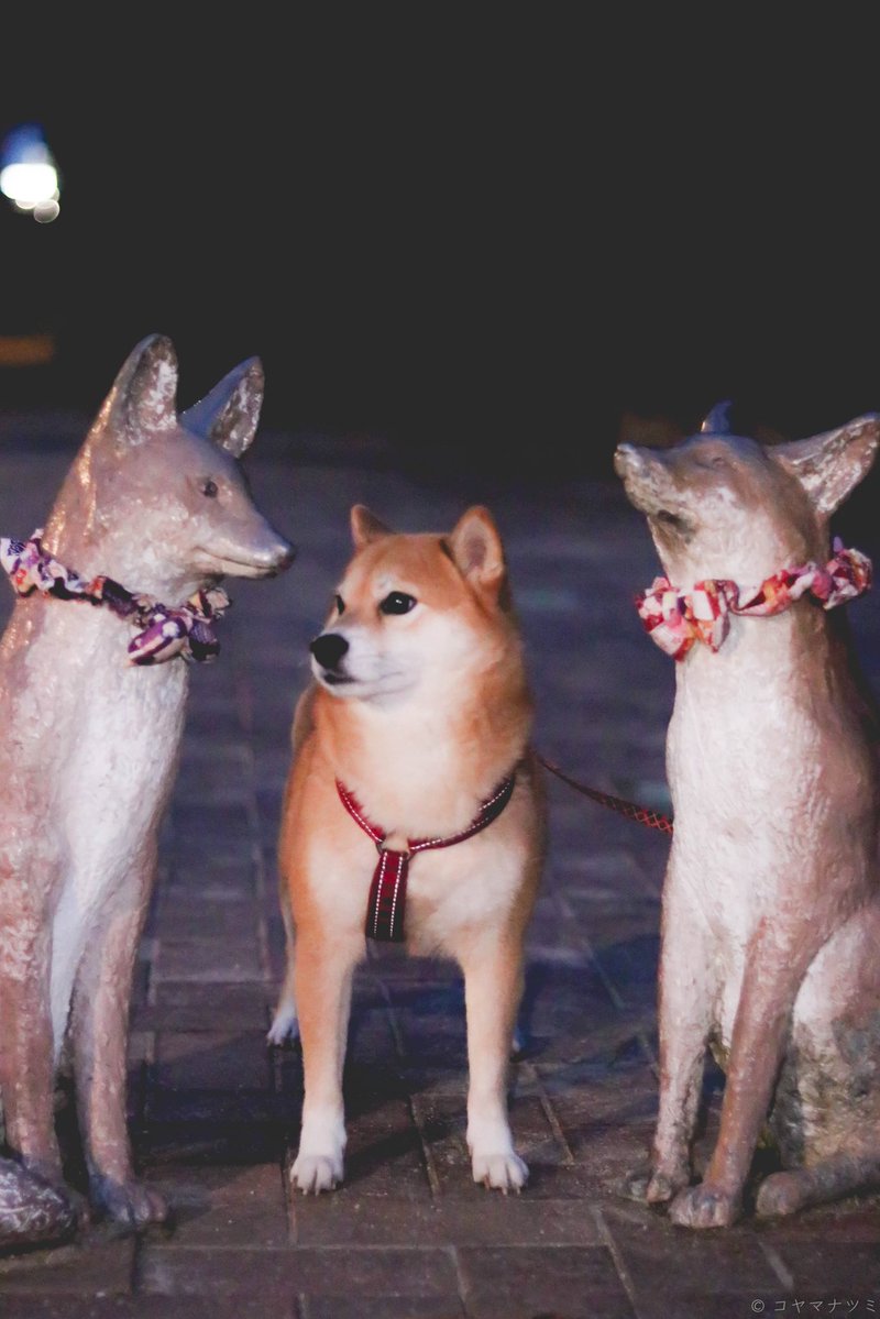 豆柴 え、あ、、、、「「「ｺﾝｯ‼︎‼︎」」」