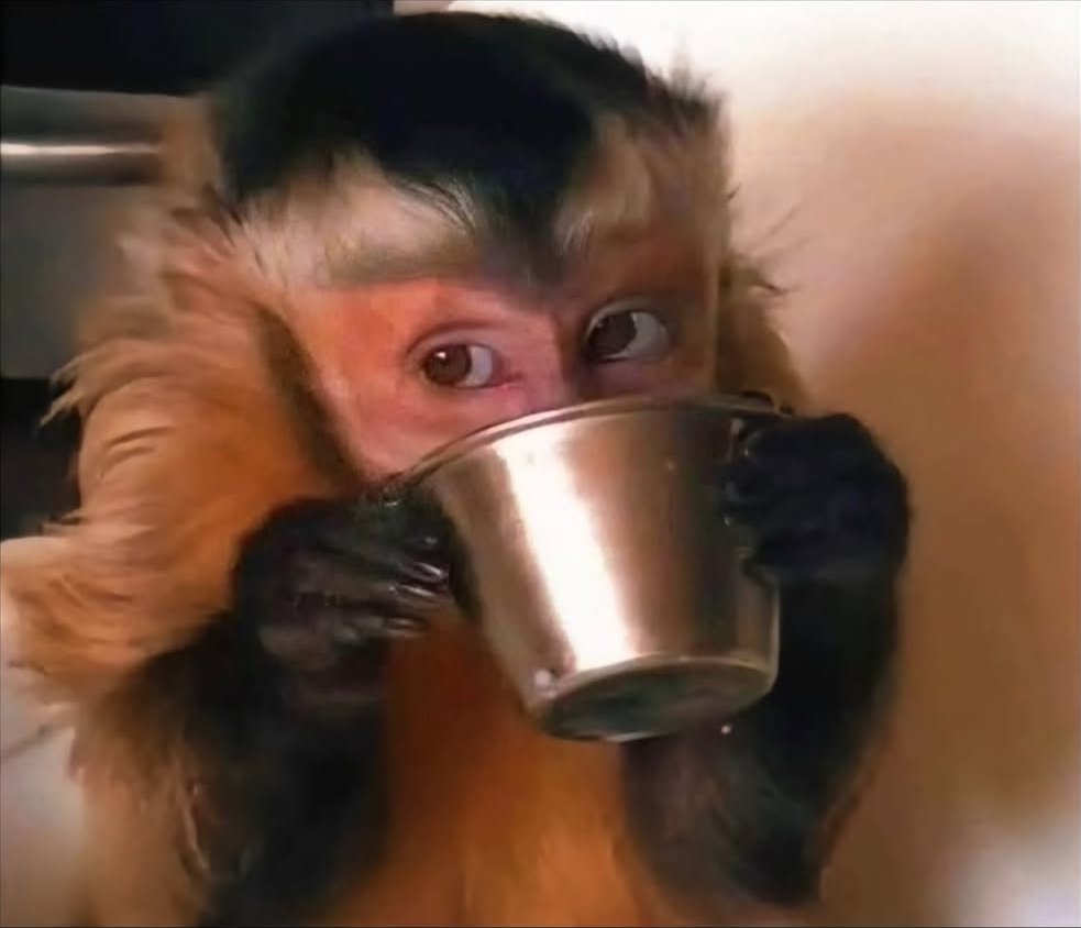 AmberRayz's tweet image. Me watching the visitor going to open my fridge without wearing slippers