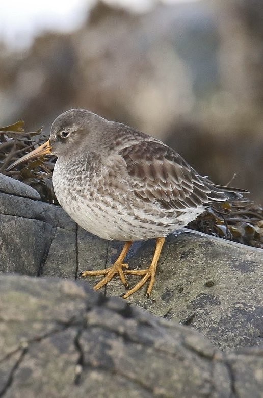 Purple Sandpiper on rocks behind Peel Castle Isle of Man. 🇮🇲🇮🇲🇮🇲
<a href="/ManxBirdLife/">Manx BirdLife</a>  <a href="/manxnature/">Manx Wildlife Trust</a>