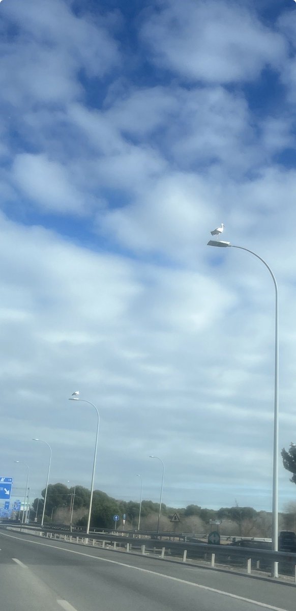 Cómo no me va a gustar la vida si voy por la M40 encontrándome una cigüeña casi en cada farola...
