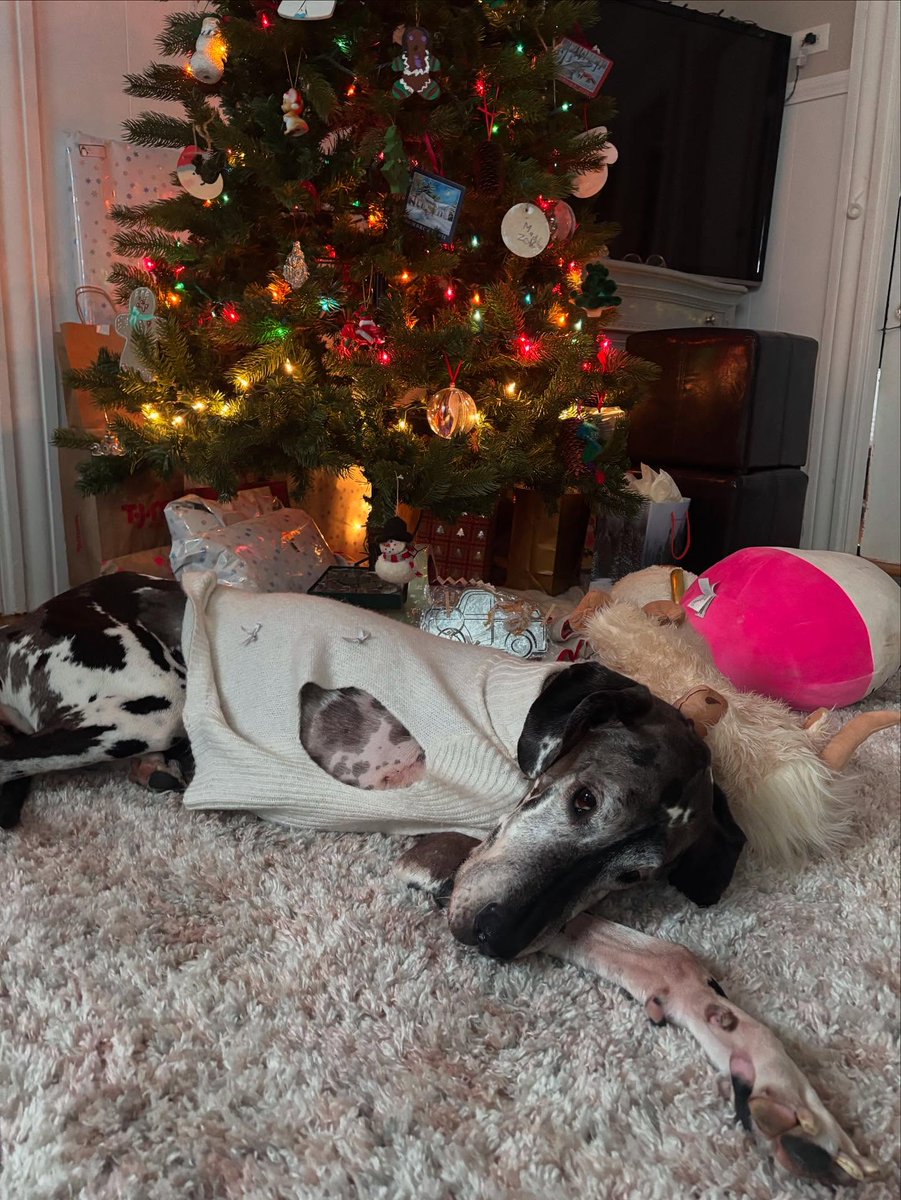 GDaneExplorer's tweet photo. “When a Great Dane leans on you, they’re trusting you with everything.”

#DareYouToDeathEP2

#GirlsWhoInspire     #greatdane
#cachorro
#dog
#doguelove
#dogshow
#greatdaneusa
#greatdaneexplorer https://t.co/qXaZuvdzXI