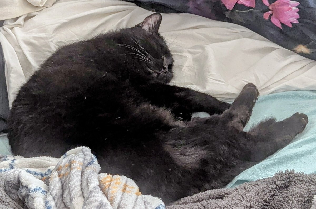 הוא התעייף לפקח עליו כשאני מכין מרק עוף (למרות שקיבל כנף כתשלום), אז היה חייב ללכת לישון.

#להחמיד_את_הפיד #פידחתולים #שבתול