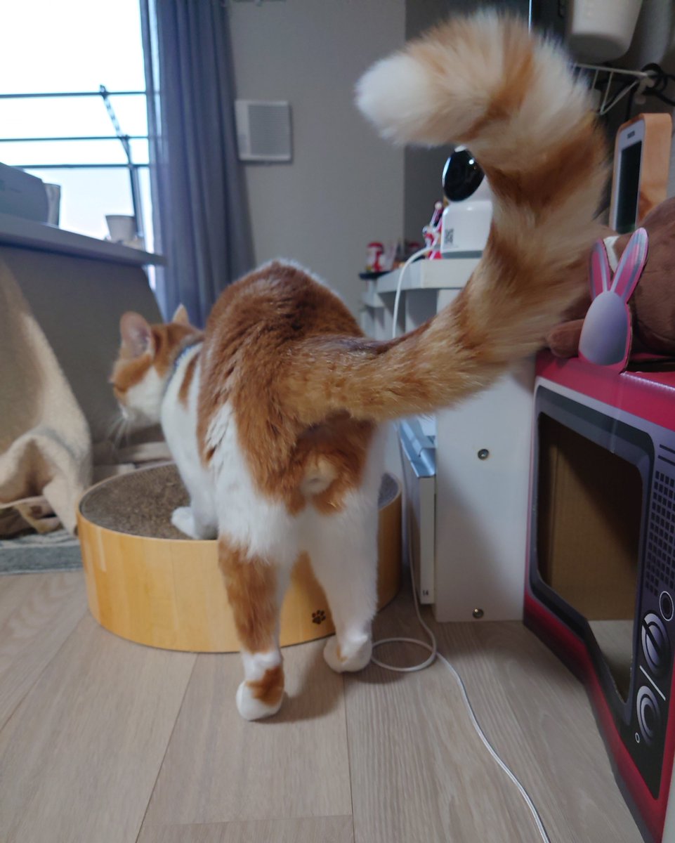 まりもページ まりもちゃん！と🧌 (@marimo2021915) / Posts / X