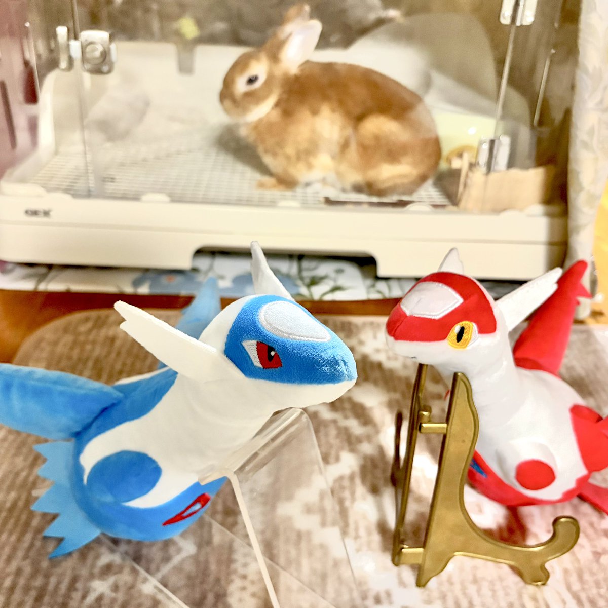 ラティアス！ラティオス！やっと揃ったよ٩(ˊᗜˋ*)و