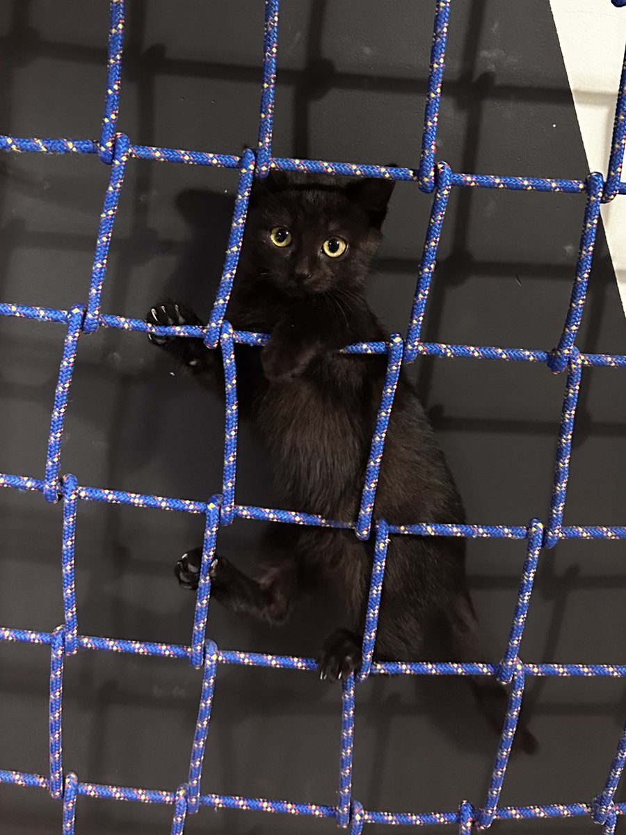 APolux's tweet image. Кіт Фільтр закликає вас підтримати донатом збір на бус під пункт керування ппошникам 115 ОМБр. Окрім того пан кіт пропонує отакий набор на розіграш. 
Маємо зараз 160/350к + 408$

send.monobank.ua/jar/2sggSjjHRS
PayPal: anackiy.aleksandr@gmail.com

Лаєк + ретвіт з усіх красивих