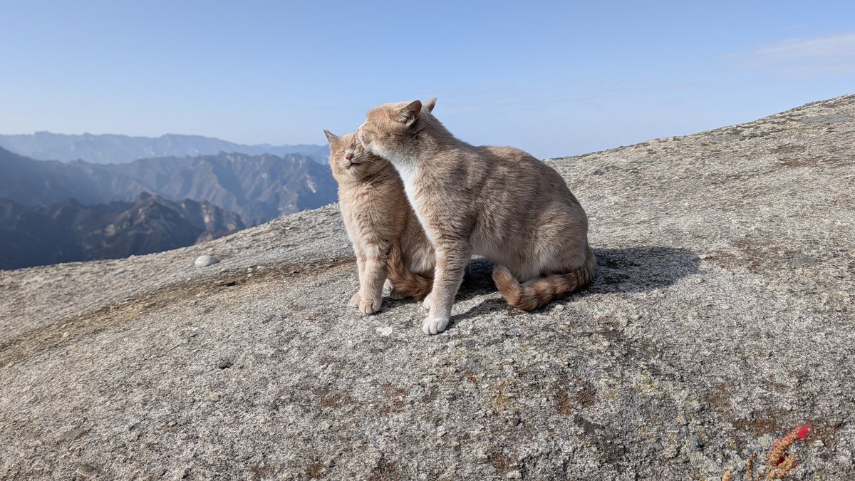 pe10c's tweet photo. 華山に登ったら猫がいっぱいいた https://t.co/v5KYqW8QWx