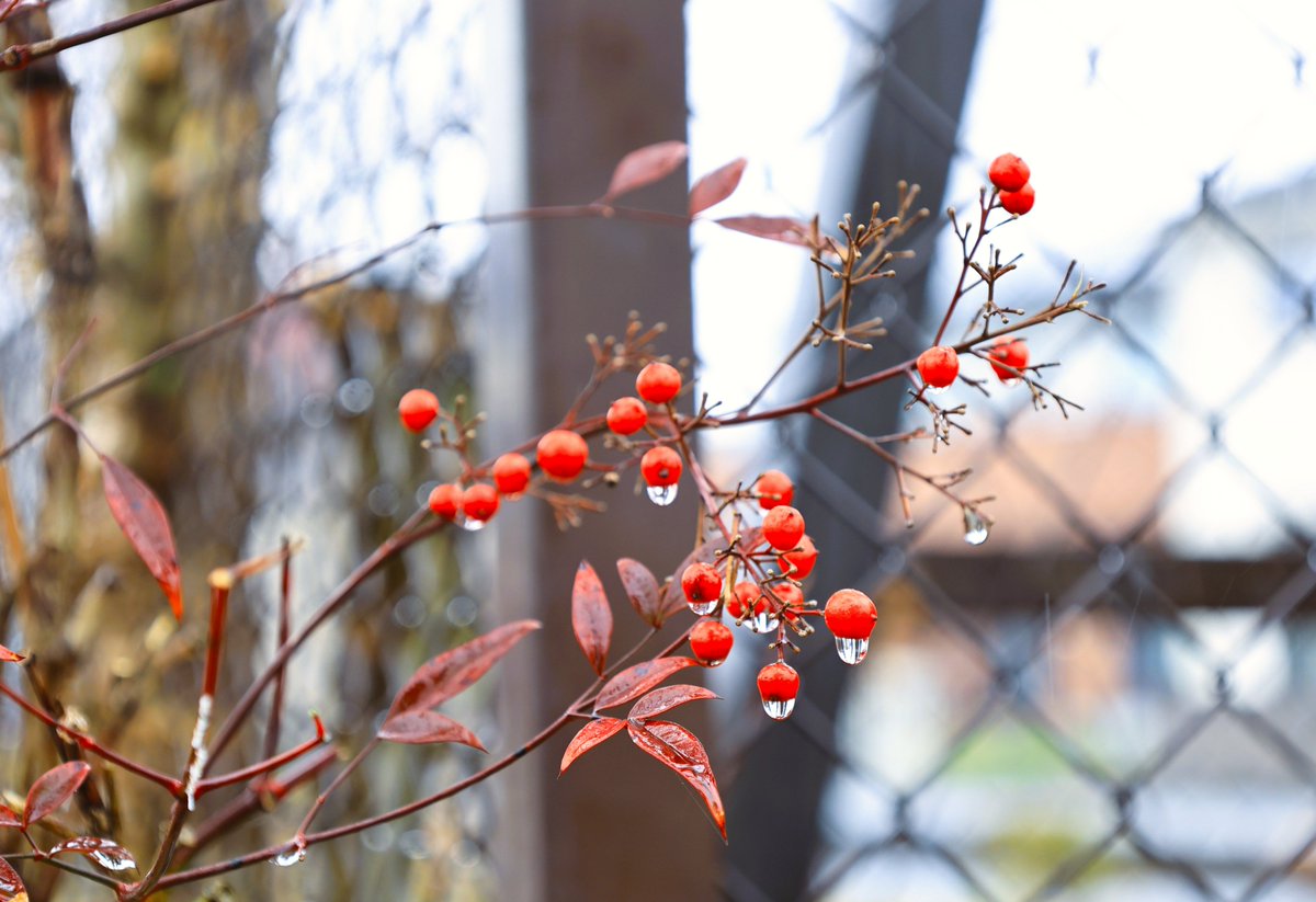 🕊🍀 南天の実と雫 お正月に縁起物として飾られる南天。雨の中、実と