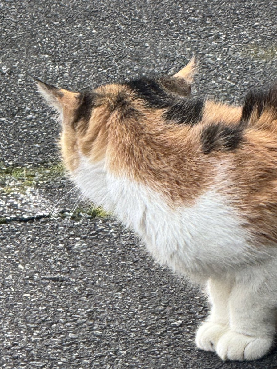 Post by motohiko sakaguti on X: ネコ🐱