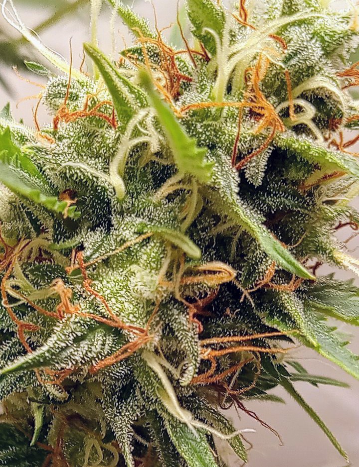 die mit den Locken ☀️ tweet media