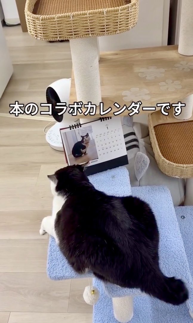 三本足の福鼎 会社猫ふくの日常😸 ついに本が完成しましたー✨👏 『3本足の保護猫