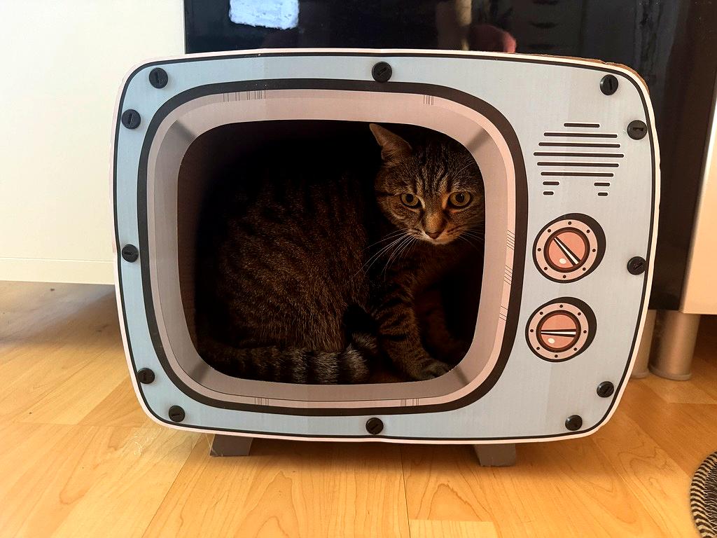 Medvidekpu's tweet photo. 😺 #sisithecat dostala tenhle vánoční dárek. Kočičí televizi. A vysílá o 106. Je to komplet papírové a použitelné i jako škrabadlo. https://t.co/pDIaDzmOwT